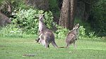 03-Wildlife at Wombeyan Caves